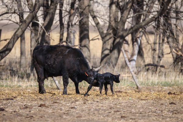 A cow helping her newborn calf stand up for the first time!