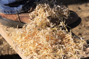 Wood Fettuccine