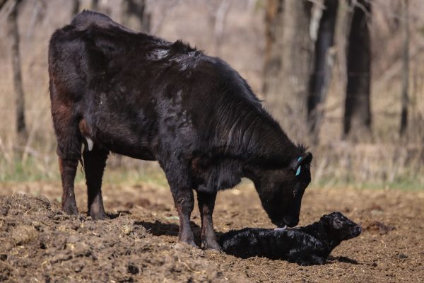 A cow licking her her newborn calf shortly after birth.