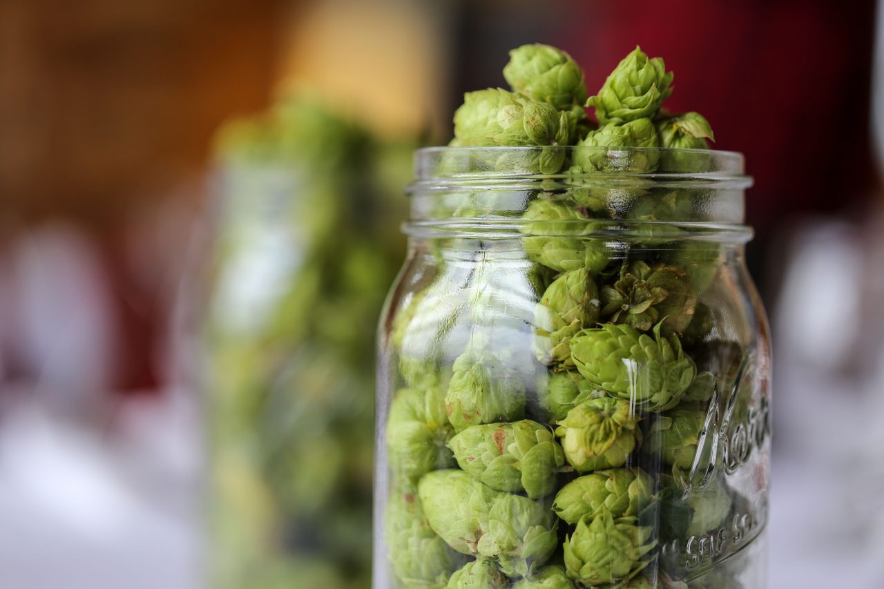 Tables decorated with jars of freshly picked hops grown on the Breker farm.